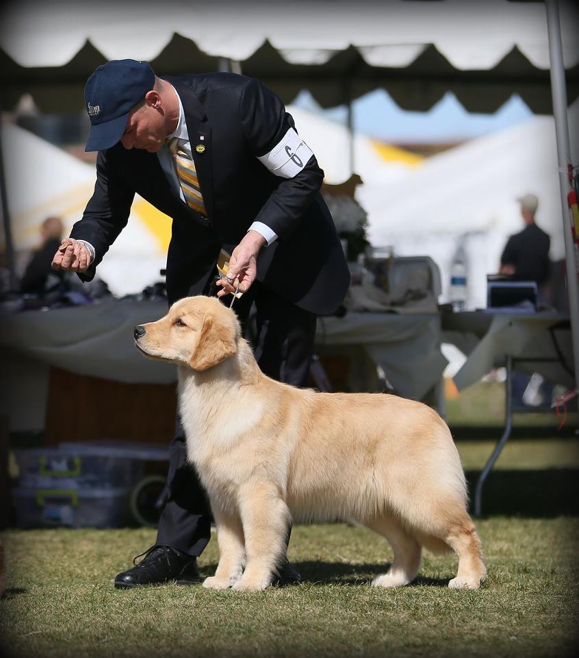 Wildfire Golden Retrievers of Arizona, Golden Retrievers, Chandler, AZ